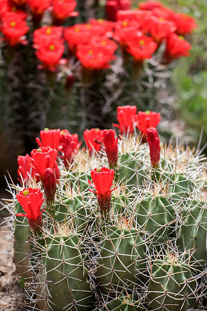 trofeo claret-cup cactus fiori echinocereus triglochidiatus () - flower head cactus claret cup cactus dry foto e immagini stock