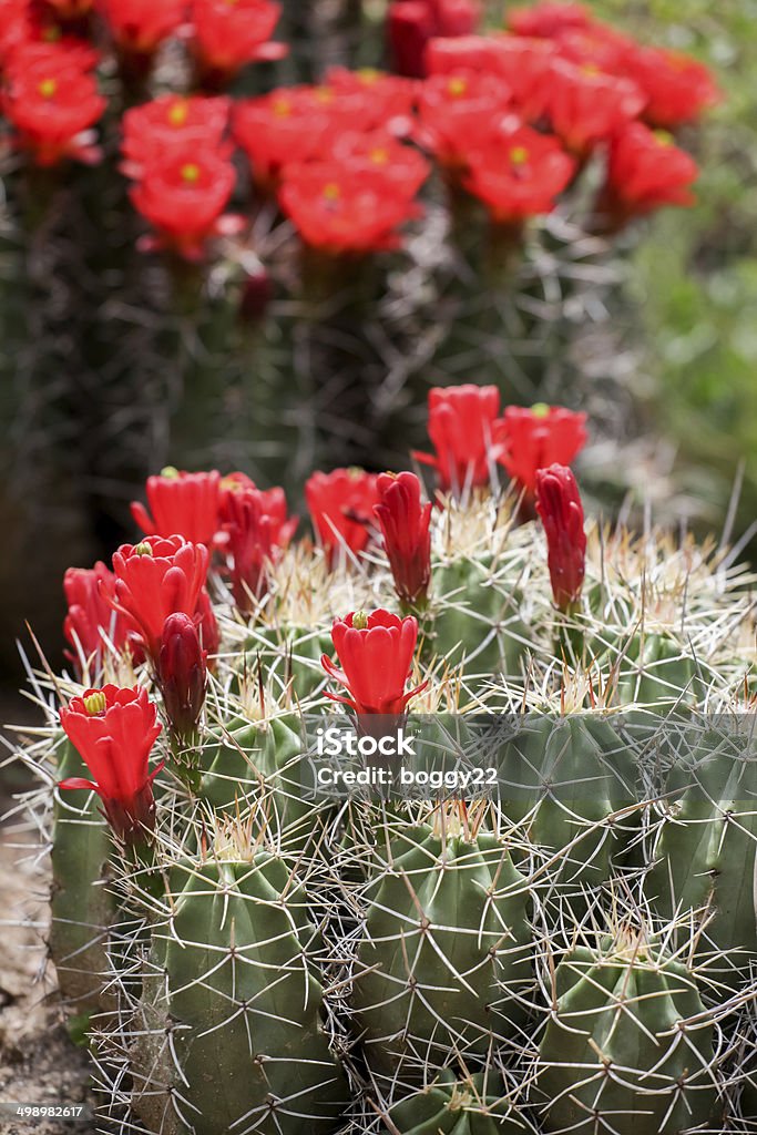 Темно-cup Кактус цветы (Echinocereus triglochidiatus) - Стоковые фото Без людей роялти-фри