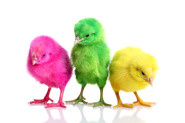 istock Cute colorful baby chickens 498983474