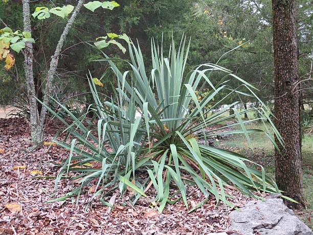 Yucca Plant, Growing in a Park in the Fall stock photo