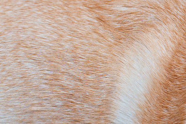 cão varigated fundo de pele de cabelo - varigated - fotografias e filmes do acervo