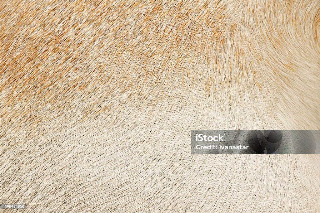 Varigated dog hair fur background Dog Stock Photo