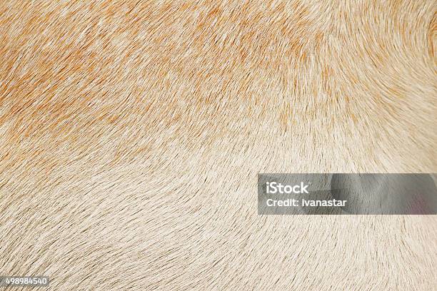 Varigated Dog Hair Fur Background Stock Photo - Download Image Now - Dog, Animal Hair, Textured