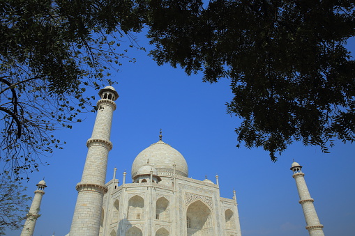 Taj Mahal under the shade of tree.