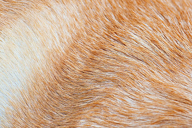 cão varigated fundo de pele de cabelo - varigated - fotografias e filmes do acervo