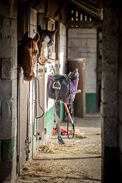 istock Two Brown and white horses looking out from stable doors 498985380