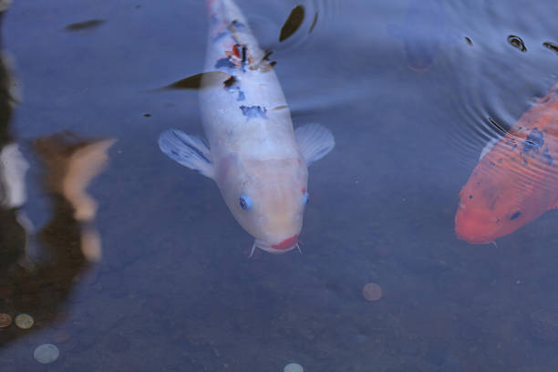 istock Koi fish, Cyprinus carpio haematopterus 498985748