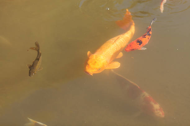 istock Koi fish, Cyprinus carpio haematopterus 498985852