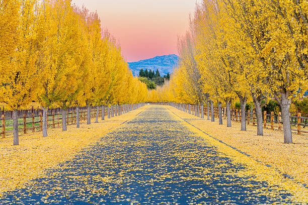 gelbe ginkgo-bäumen auf road lane in napa valley, kalifornien - vineyard napa valley field in a row stock-fotos und bilder