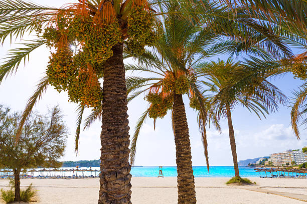istock Mallorca Cala Santa Ponsa Ponca beach in Majorca 498993920