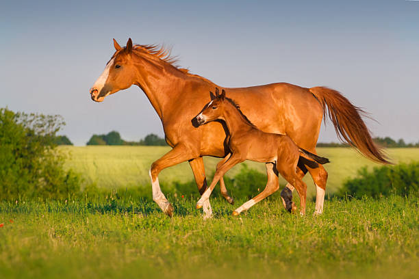 mare con potro - foal child mare horse fotografías e imágenes de stock