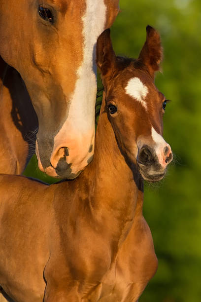 Mare and foal Portrait mare with colt at sunrise foal young animal stock pictures, royalty-free photos & images
