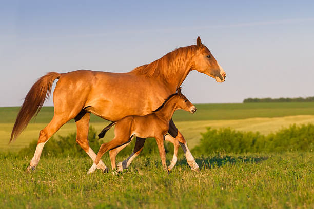 마레, 망아지 - foal child mare horse 뉴스 사진 이미지