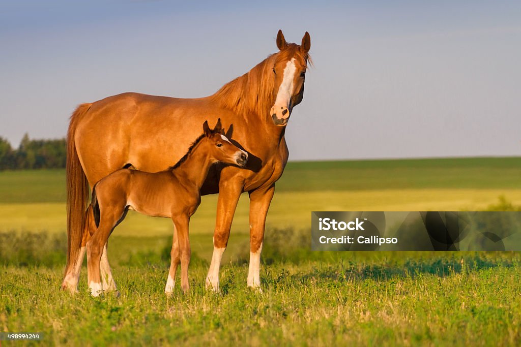 Mare with foal Mare run with colt in beautiful field at sunrise Horse Stock Photo