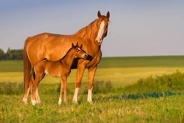 Mare with foal Mare run with colt in beautiful field at sunrise mare stock pictures, royalty-free photos & images