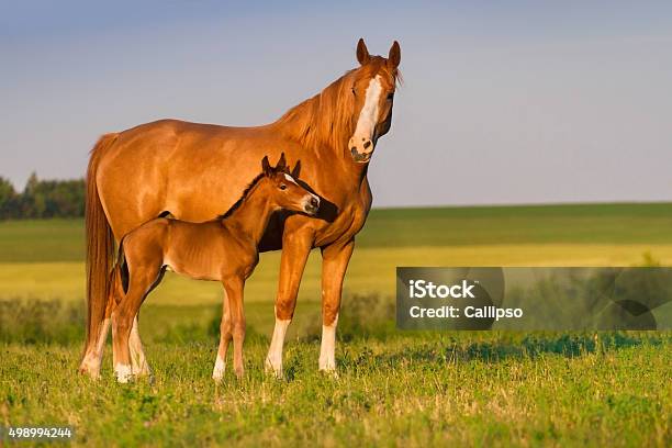 Mare With Foal Stock Photo - Download Image Now - Horse, Foal - Young Animal, Mare