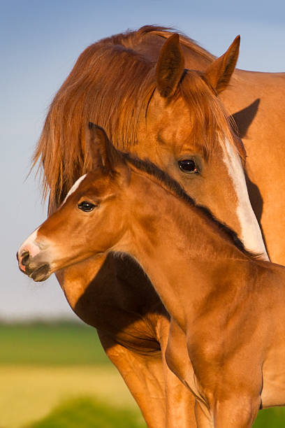 Mare and foal Portrait mare with colt at sunrise mare stock pictures, royalty-free photos & images