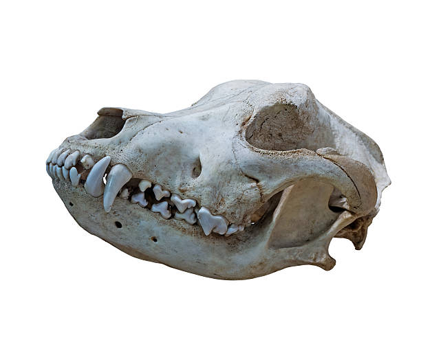 istock The  Ancient skull dog on a white background 498994444