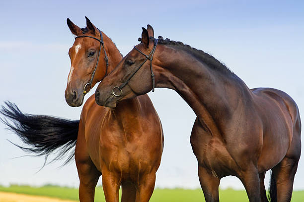 istock Couple horse in love 498994526