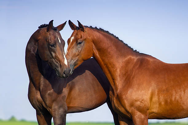 couple horse in love - genç kısrak stok fotoğraflar ve resimler