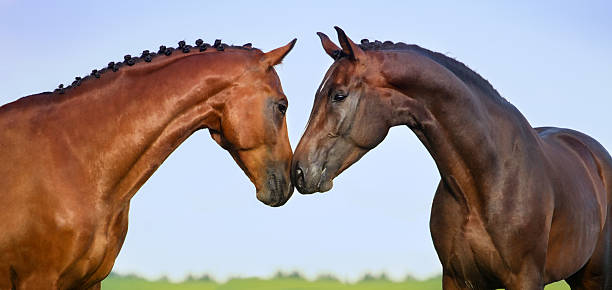 istock Couple horse in love 498994566