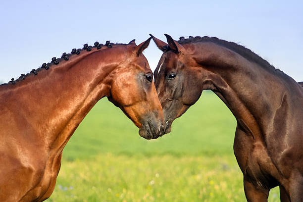 istock Couple horse in love 498994582