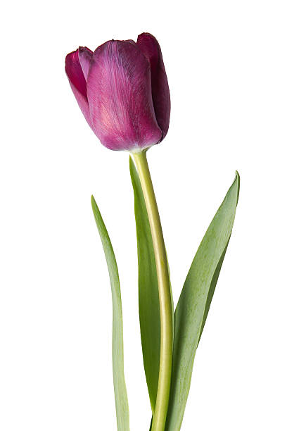 istock purple tulips on white 498994698