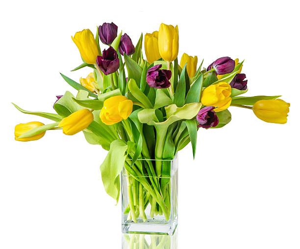 istock colorful tulips on the white background 498994740