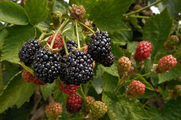 istock Close-up of Ripening Blackberries on the Vine 498994849