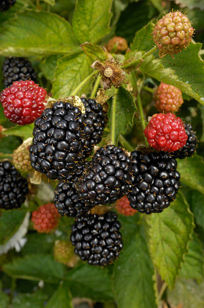istock Close-up of Ripening Blackberries on the Vine 498994877