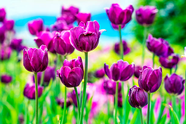 istock red tulips in the morning sun 498995022
