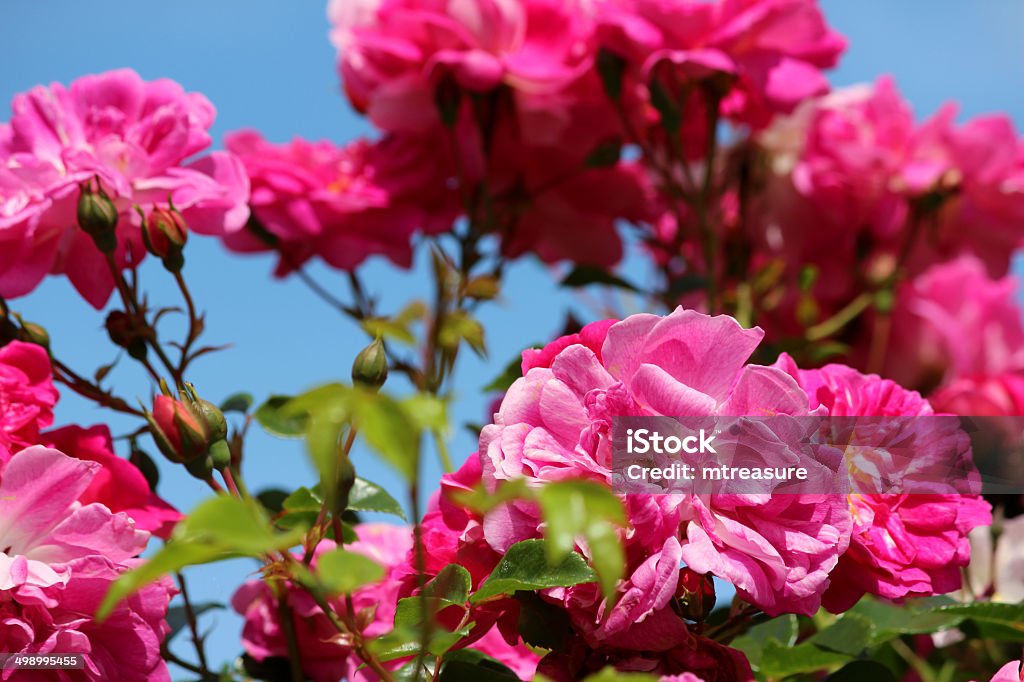画像のピンクのバラと青い空、クライミング rose の凱旋 - がくのロイヤリティフリーストックフォト