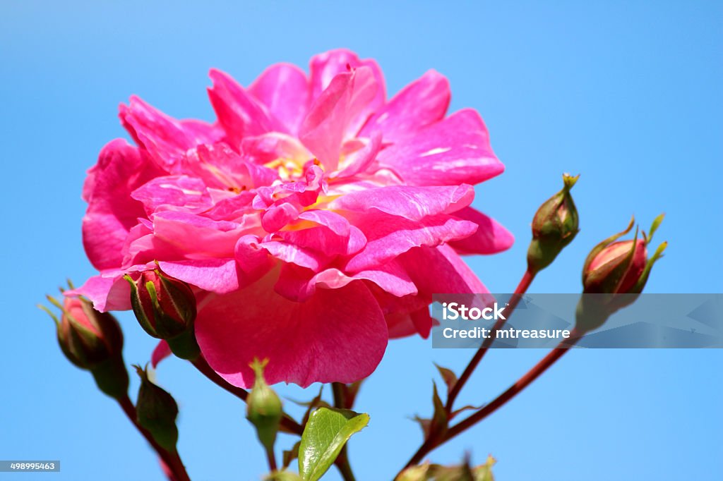 Image de rose rose contre le ciel bleu, rose grimpante, simulateur de montée d'escaliers - Photo de Arbre en fleurs libre de droits