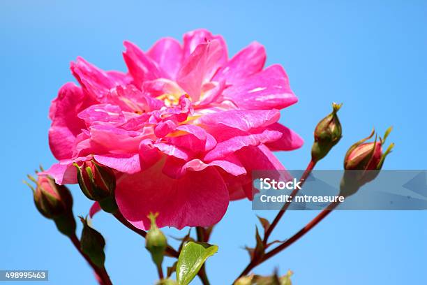 Photo libre de droit de Image De Rose Rose Contre Le Ciel Bleu Rose Grimpante Simulateur De Montée Descaliers banque d'images et plus d'images libres de droit de Arbre en fleurs