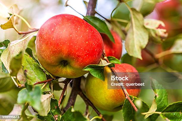 Zwei Äpfel Stockfoto und mehr Bilder von Apfelbaum - Apfelbaum, Agrarbetrieb, Apfel