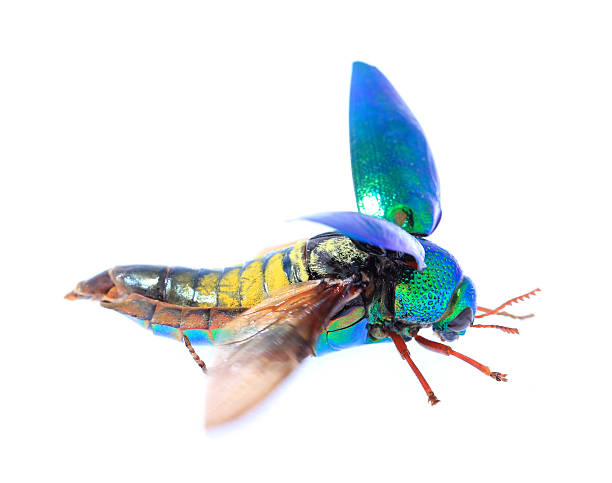 istock Beautiful Jewel Beetle or Metallic Wood-boring (Buprestid) 498995888