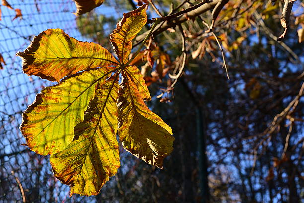 秋の背景に、秋の葉 - chainlink fence fence leaf leaf vein ストックフォトと画像