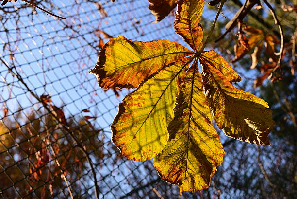 葉の秋の日の背景 - chainlink fence fence leaf leaf vein ストックフォトと画像