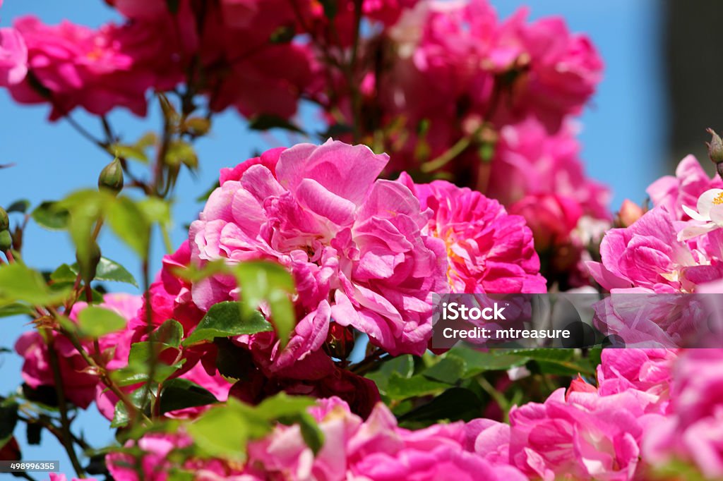 Bild von Rosa Rosen gegen blauen Himmel, Kletterrose, Stepper - Lizenzfrei Baumblüte Stock-Foto