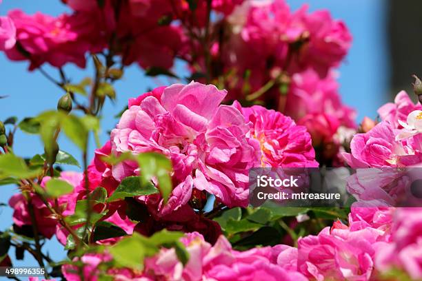Bild Von Rosa Rosen Gegen Blauen Himmel Kletterrose Stepper Stockfoto und mehr Bilder von Baumblüte