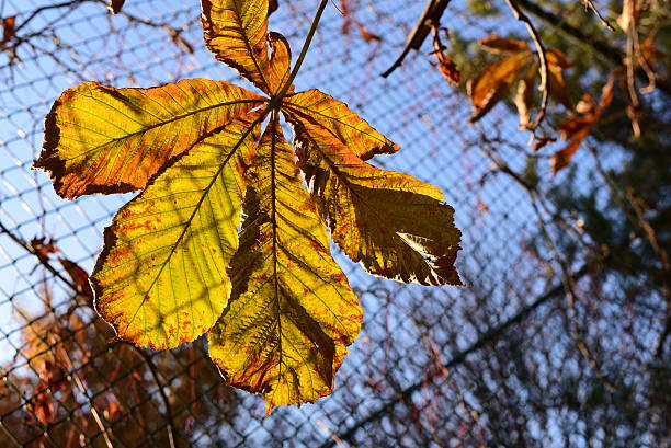 秋の背景に、秋の葉 - chainlink fence fence leaf leaf vein ストックフォトと画像