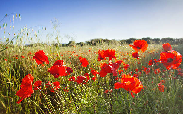 мак поле - horizon sky blue poppy стоковые фото и изображения