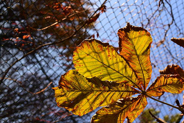 hojas de otoño - chainlink fence fence leaf leaf vein fotografías e imágenes de stock