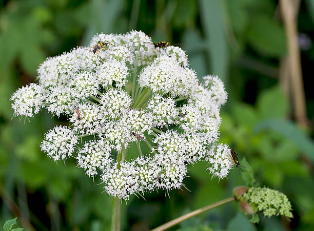 dziki angelica (a. sylvestris) - angelica plant flower uncultivated zdjęcia i obrazy z banku zdjęć