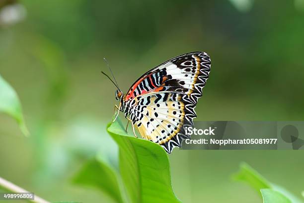 Leopard Lacewing Stock Photo - Download Image Now - Animal Markings, Backgrounds, Biology