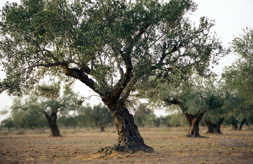 Olive trees on the island of Jierba in the south of Tunisia in North Africa.
