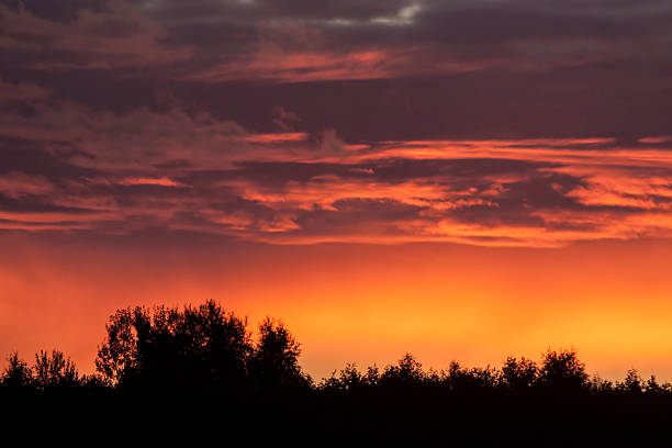 Free Stock Photo of Vibrant sunset over silhouetted forest line ...