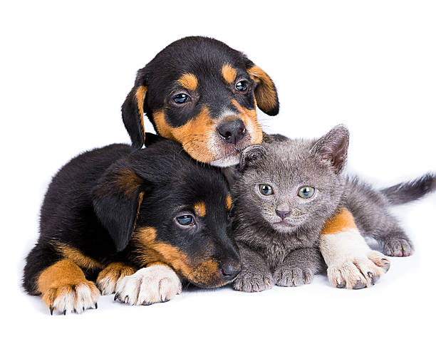 Two black puppies and baby russian blue cat isolated Cute baby animals, dogs and cat, on isolated background, hugging. Blue Russian baby cat near two puppies in studio shot on isolated background, shot with NikonD800 and developed from RAW file dog group of animals three animals happiness stock pictures, royalty-free photos & images