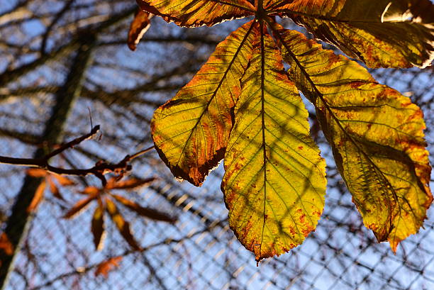 разноцветные осенний лист - chainlink fence fence leaf leaf vein стоковые фото и изображения