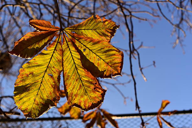 マルチカラーの秋の葉 - chainlink fence fence leaf leaf vein ストックフォトと画像